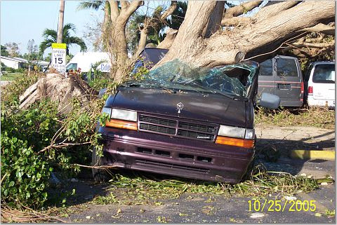 hurricain wilma toppled a tree into a car